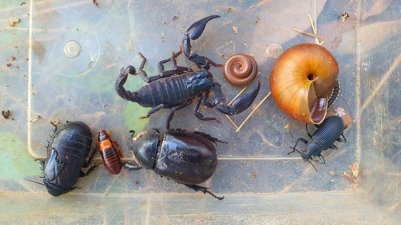 Amazing Catching Scorpion and Beetle Insect Black Big & insects 