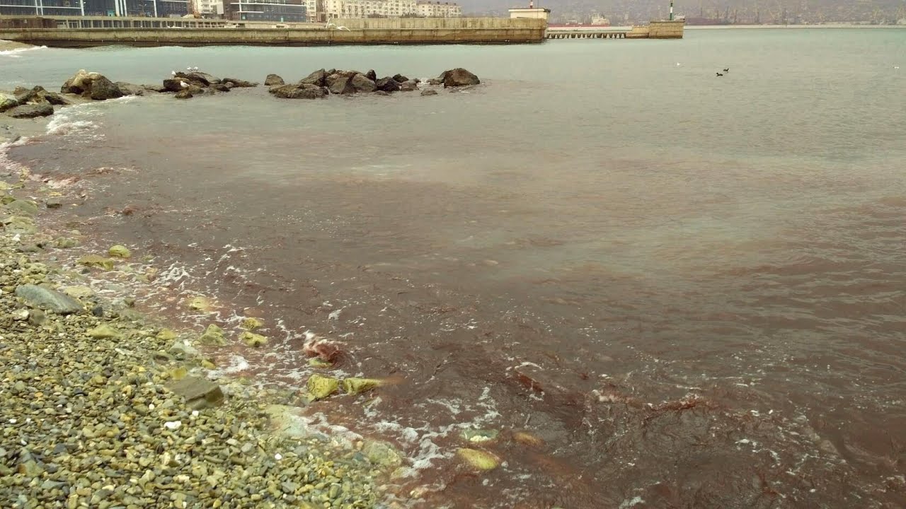 Погода новороссийск вода в море. Новороссийск море Алексино. Грязное чёрное море в Новороссийске. Новороссийск грязное море. Новороссийск море цветет.