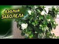 Азалия ЗАБОЛЕЛА. Болезни Азалии и их лечение!