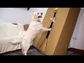 Golden Retriever vs Boxman Prank: Funny Dog Bailey