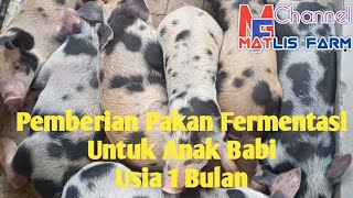 PAKAN FERMENTASI UNTUK ANAK BABI UMUR 1 BULAN