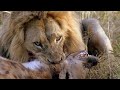 Why Lions kill but dont eat Hyenas,1999 ethopia Lion vs Hyena war.