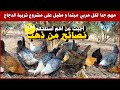 الخطوة الأولى كيف تبدأ في مجال تربية الدجاج البلدي و السلالات و تنجح فيه نصائح مهمة لكل مبتدأ 