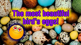 The world's most beautiful bird's eggs!