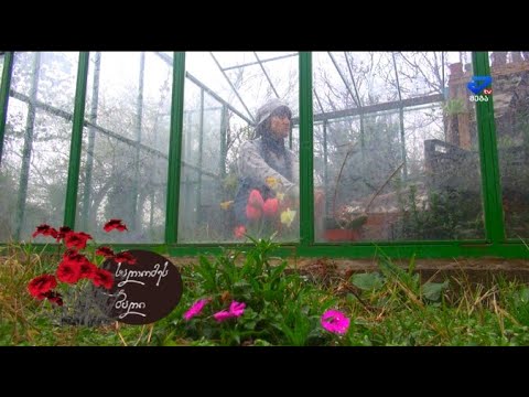 ვიდეო: Clefthoof - მარადმწვანე უჩვეულო მცენარე - დაამშვენებს თქვენი ბაღის ჩრდილების ადგილებს