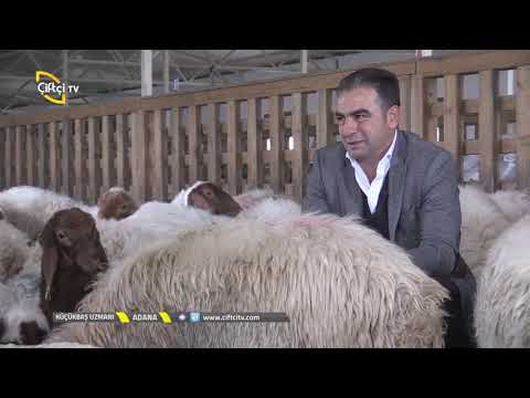 Video: Koyun çayırı: açıklama, fotoğraf, dikim ve bakım