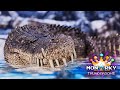 It's Time We Get Some Super Crocs?! Monarky Thunderdome