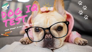 How Smart is My Dog | French Bulldog Intelligence Test!