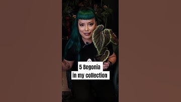 A few begonia in my collection #plants #plantlover #begonia #indoorplants #collection