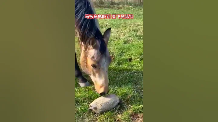 膽小狗和膽小馬是一對好朋友，被烏龜嚇跑後上演馬踏飛狗。狗子：你跑就跑，踹我幹嘛。 - 天天要聞