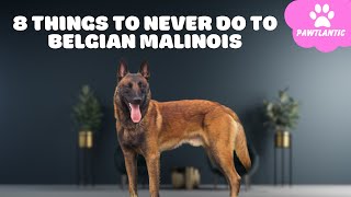 8 Things You Must Never Do to Your Belgian Malinois | Dog Facts