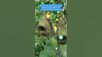 sarang burung manyar di alam liar