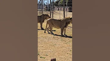 The Brothers Wanting To Play With The Prey Simba Thelionking Lions Lionvsprey Pumba 