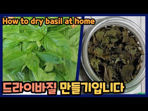 Βίντεο: Drying Basil - Πώς να στεγνώσετε τα φύλλα βασιλικού