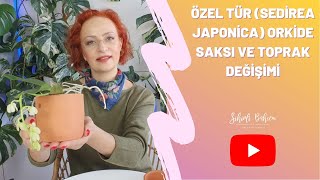 Özel Tür Orkide (Sedirea Japonica) Orkide Saksı ve Toprak Değişimi