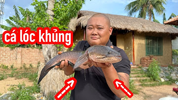 Gặp Cá Lóc Khủng 3,4kg Nấu Cháo Ngon Bổ Rẻ |  SON DUOC VLOG