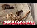 番外編 仲良しのお猿さんが心配して見に来てた【番外編】【市川市動植物園】ニホンザル
