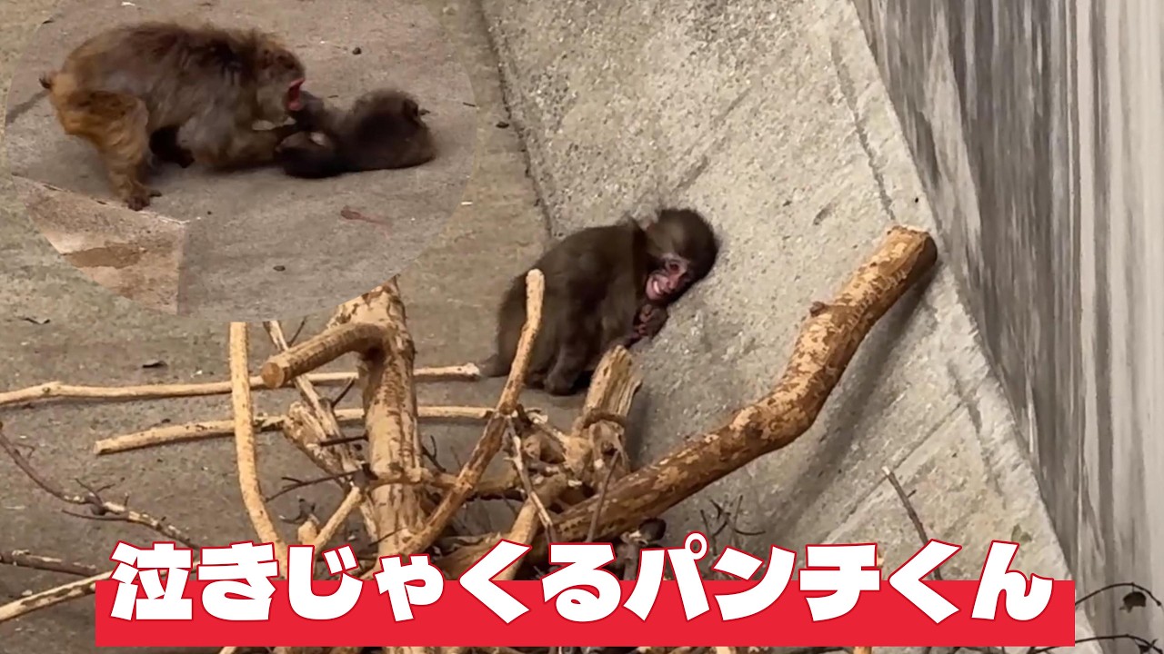 番外編 仲良しのお猿さんが心配して見に来てた【番外編】【市川市動植物園】ニホンザル