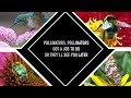 Pollinators Song