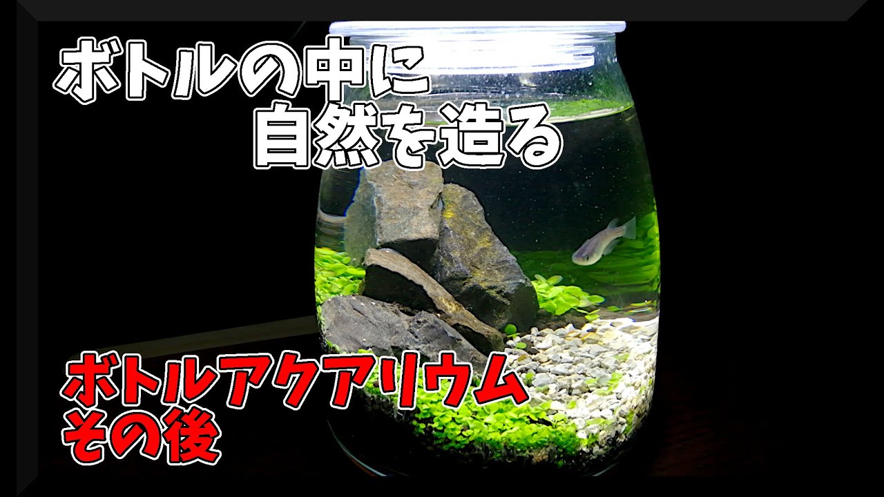 メダカをボトルアクアリウムで飼う 製作費500円のお手軽ボトルが想像以上に格好良かった Japanese Medaka Youtube