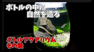 メダカをボトルアクアリウムで飼う 製作費500円のお手軽ボトルが想像以上に格好良かった Japanese Medaka Youtube メダカをボトルアクアリウムで飼う 製作費500円のお手軽ボトルが想像以上に格好良かった Japanese Medaka Youtube