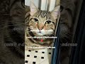 #cat #gatos #angel #virale #viralvideo @PrincessNikacat @GatinCrazy