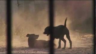 Street Dog family plays in golden dust