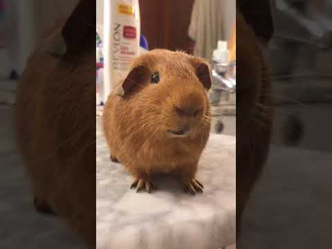Vídeo: Com Banyar Un Conill