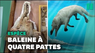 Le fossile d'une nouvelle espe?ce de baleine a? quatre pattes de?couvert en Egypte