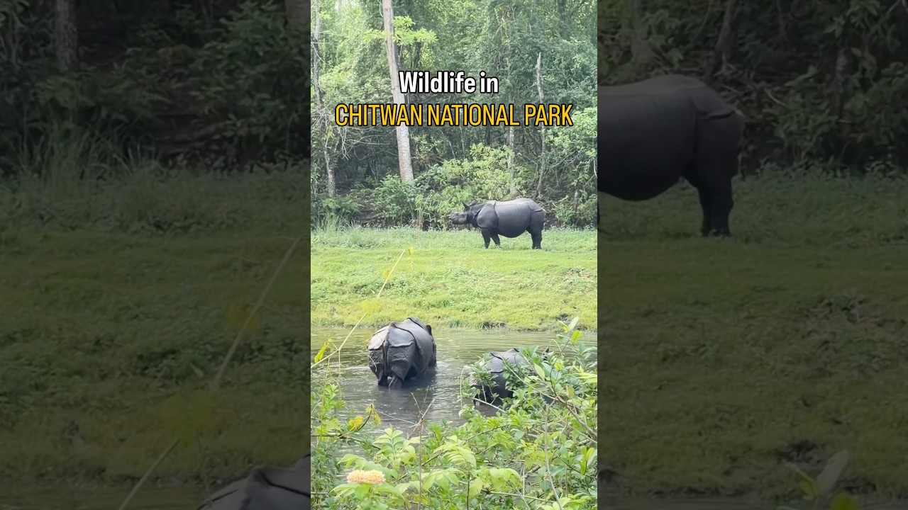 #chitwannationalpark #chitwanrhinos #wildlife #birds #visitnepal #nature #safari #youtubeshorts