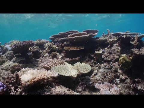 Reef bleaching reported as oceans faced warmest year ever | Great Barrier Reef under threat