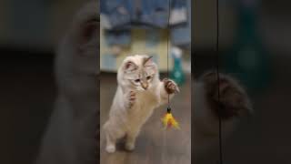 2 Fun Indoor Cat Play Ideas | Cat Facts For Fun Shorts  #catfacts #cat