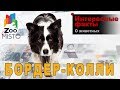 Бордер-колли - Интересные факты о породе  | Собака породы бордер-колли