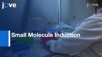 Efficient Derivation: Human Cardiac Precursors & Cardiomyocytes l Protocol Preview