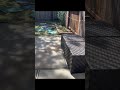 LawnCo tackled a full yard clean-out 🌿💪We cleared out high weeds #landscape #beforeandafter #yard