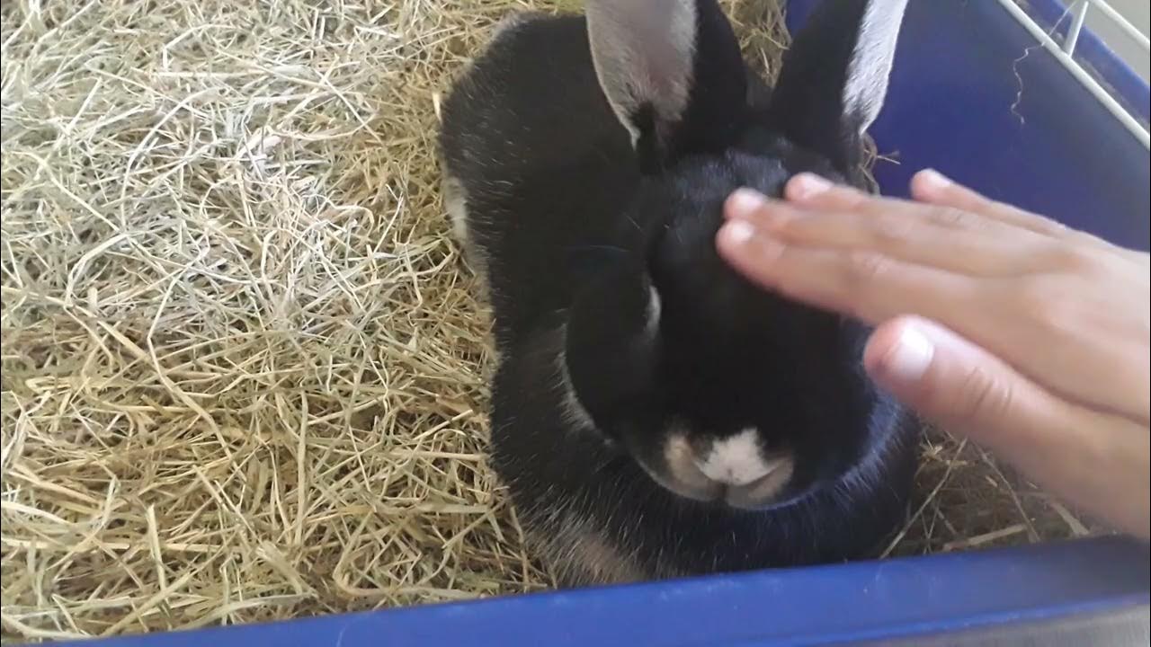 meet my new bunny isnt she soooo cutee! YouTube