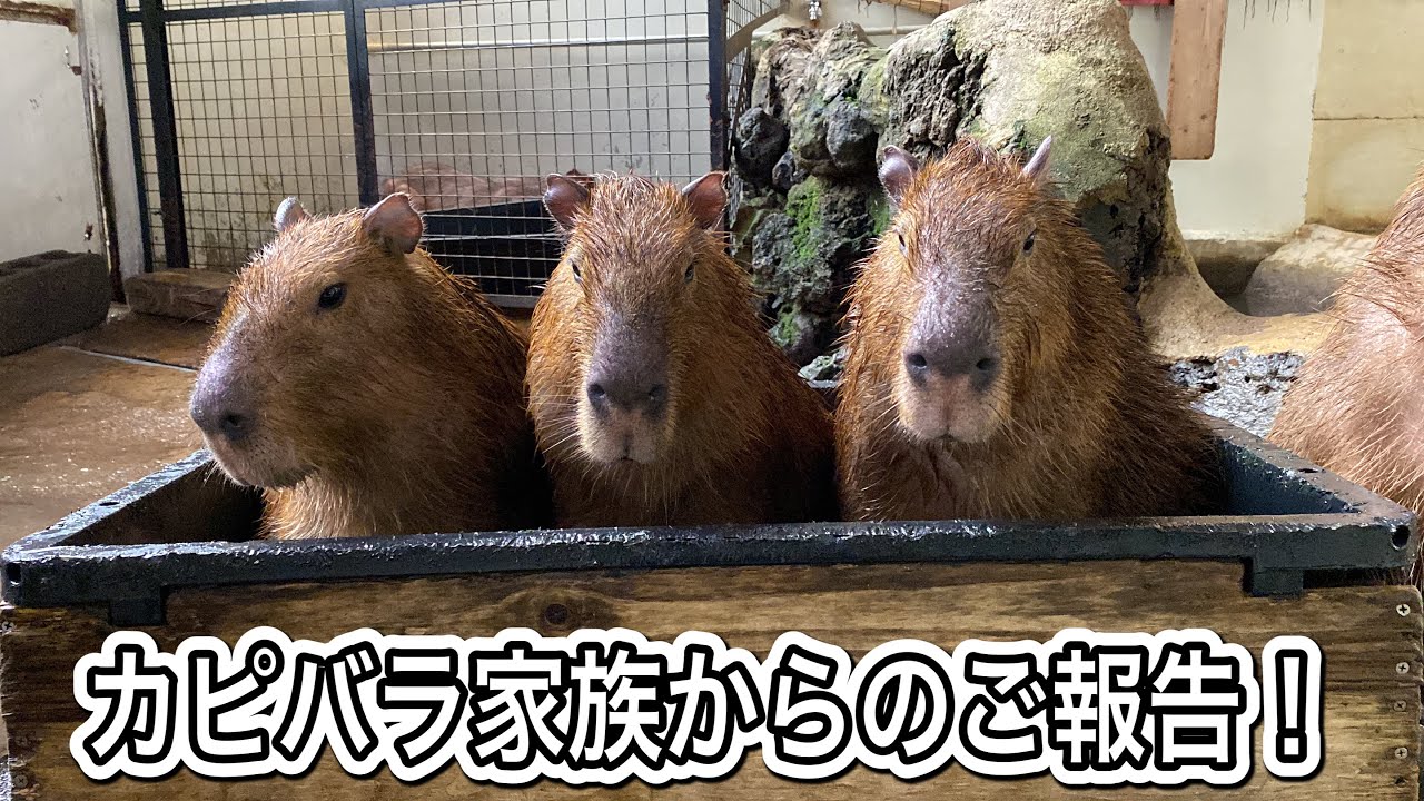 カピバラ家族からのご報告！！ - YouTube