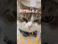 調子乗んなよ飼い主っ😾👊💢　#ねこ #ねこのいる生活 #ねこ動画 #cat #猫好きさんと繋がりたい #shorts #shortvideo