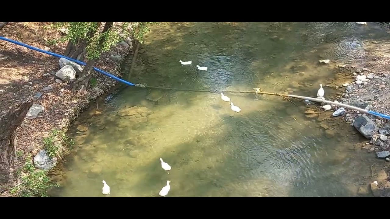 MERSİN - ALADAĞ KIZILGEÇİT KÖPRÜSÜ / ÖRDEKLERİN SU KEYFİ VE MANZARANIN GÜZELLİĞİ