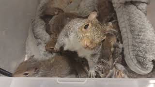 Nancy With 12 Babies 9Mar24 by The Cumming Nuthouse Wildlife Facility 271 views 2 months ago 57 seconds