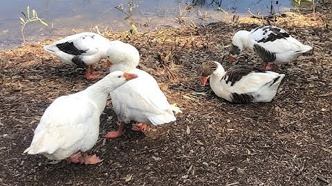 Ducks Sound - Amazing Ducks Talking, Quacking and Splashing on the river