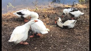 Ducks Sound - Amazing Ducks Talking, Quacking and Splashing on the river