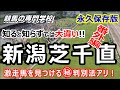 【競馬】日本はここだけ新潟芝1000m直線 初心者にも分かる徹底解説【競馬の専門学校】