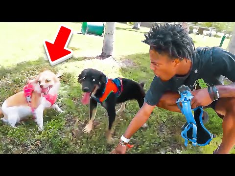 I Found My Dog A Girlfriend!