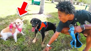 I Found My Dog A Girlfriend!