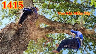 Vua Khỉ Miền Tây cưa nhiều nhánh dài của cây Còng khủng (2/4) Cutting tree