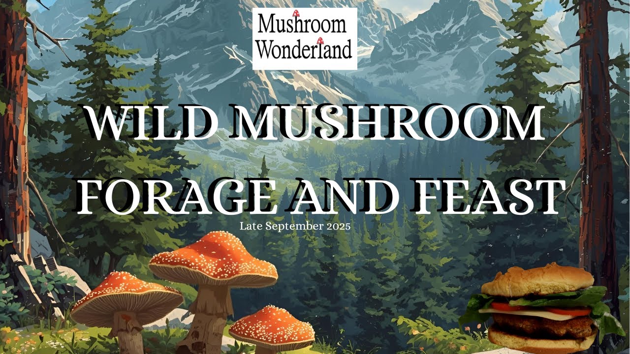 Грибной пир и сбор диких грибов — хрустящий сэндвич с жареными грибами