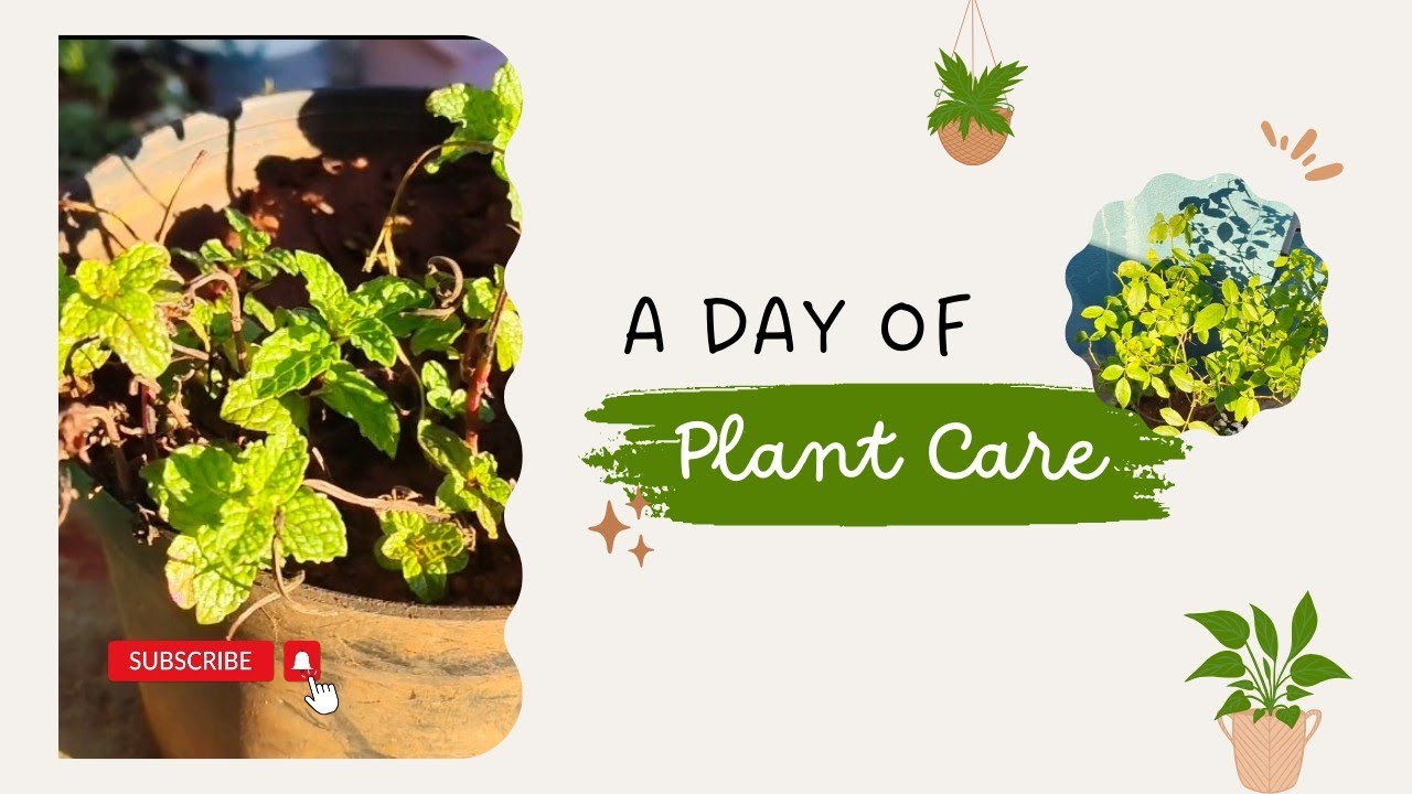 Home Gardening #plant care#beautiful nature - YouTube
