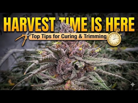 Harvest time is here