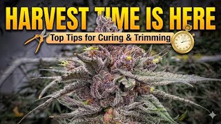 Harvest time is here 